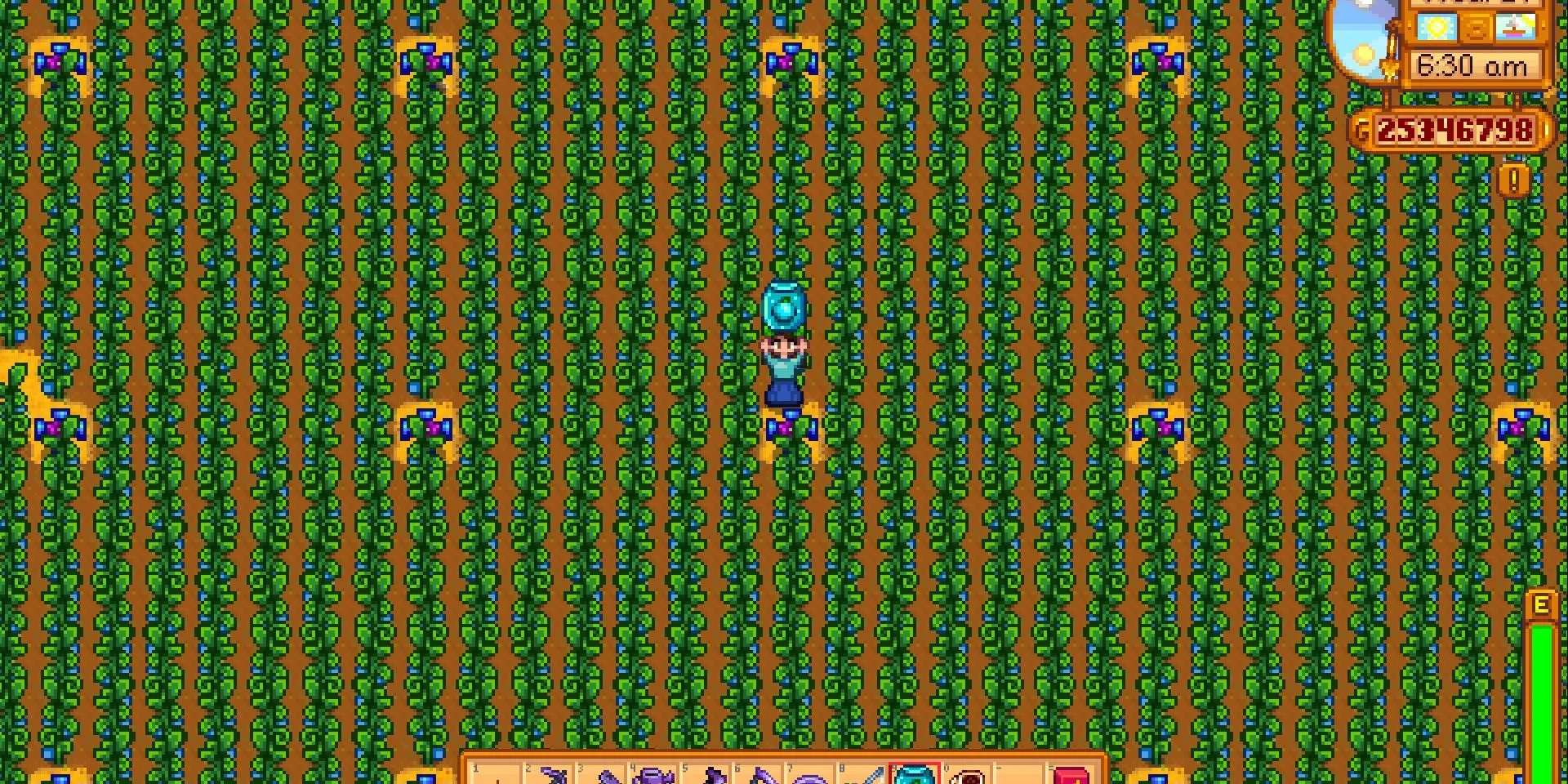 Một trang trại Ancient Fruit khổng lồ trong Stardew Valley, cây cối bao phủ toàn bộ màn hình, thể hiện sự đầu tư lớn của người chơi