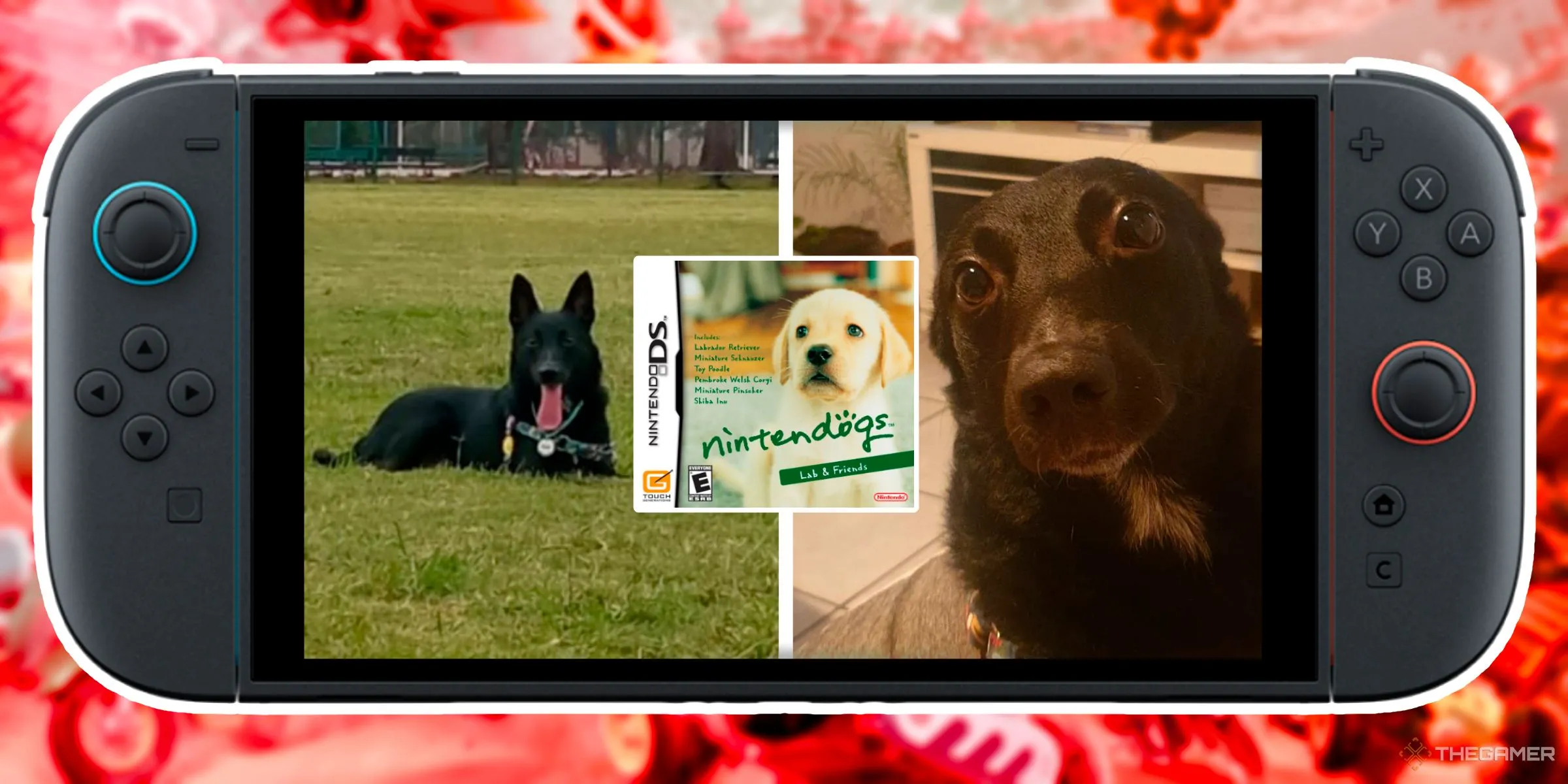 Chú chó đen chơi Nintendogs ngoài đời thực